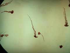 -沈阳海洋探索中心