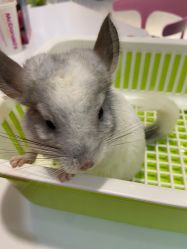 -Moni星球萌宠·小马宝莉·灵蛇·高端高阶全萌宠互动体验俱乐部(红豆国际广场店)