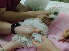 -北京观赏动物医院·24小时大型综合·猫专科·异宠专科