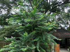 -上海瑞金洲际酒店