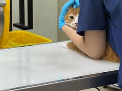 -爱妮康宠物医院·干细胞免疫细胞·肿瘤·心脏(张江店)