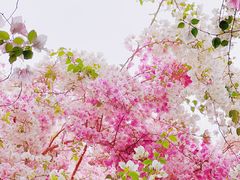 -深圳国际园林花卉博览园