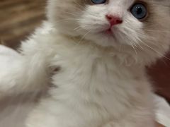 -袖虎·猫馆(体育西路店)