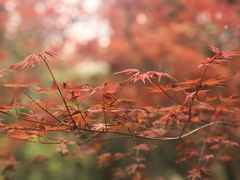 -雨花胜境