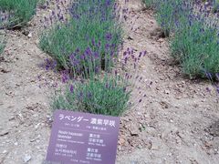 -富田农场