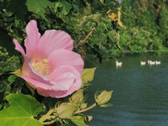 -瑶湖郊野森林公园