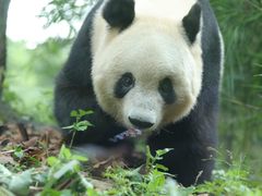 -中国大熊猫保护研究中心雅安碧峰峡基地