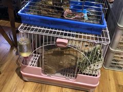 -藦茜花园宠物主题亲子互动体验馆(国顺东路店)