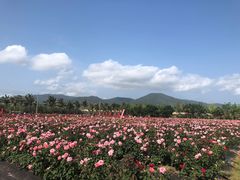 -亚龙湾国际玫瑰谷