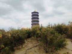 -金塔沙漠胡杨林景区