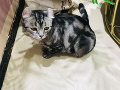 -藏猫猫咖啡主题馆(中央大道店)