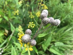 -白草畔自然风景区