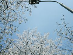 -武汉大学-樱园