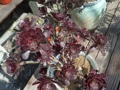 -龙大花卉苗木市场