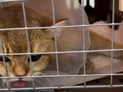 -宠福鑫康馨动物医院·骨科·眼科