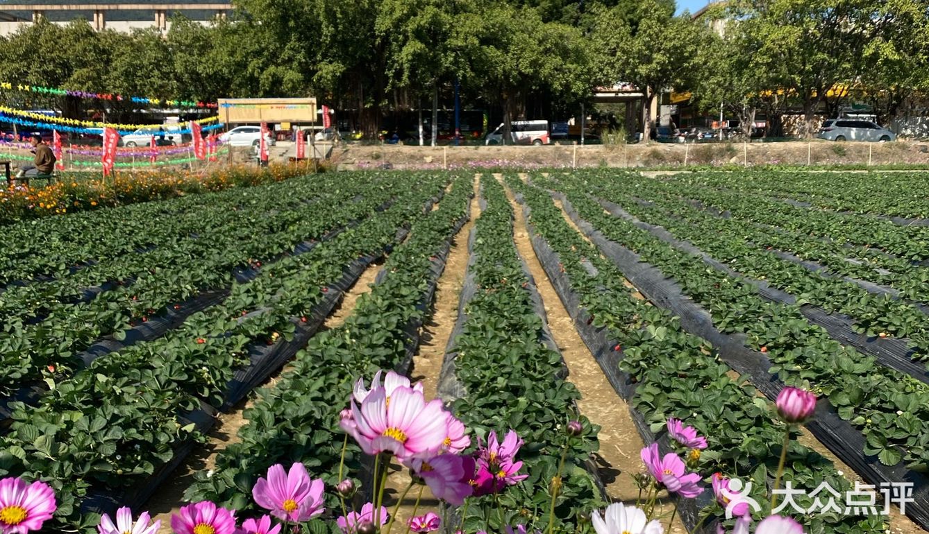 草莓季🍓遛娃圣地🍓
