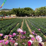 草莓季🍓遛娃圣地🍓