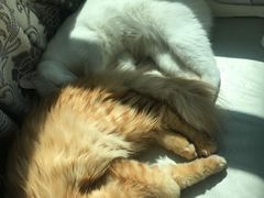 -喜多萌中农锦绣动物医院24H·猫科·牙科MRI·CT