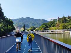 -银湖山郊野公园-相思林