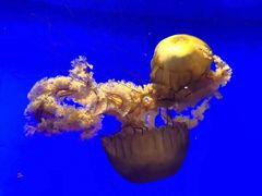 -上海海洋水族馆