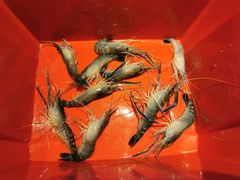 -钳真多钓虾馆·小龙虾海鲜烧烤(九六广场店)
