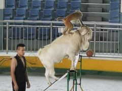 -泉州海丝野生动物世界