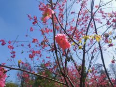 -中国科学院华南植物园