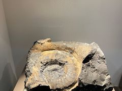 -中国地质博物馆