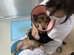 -美美宠物诊疗中心·异宠·骨科(滨江东信分院)