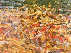 -东方巨龟苑景区