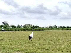 -盐城丹顶鹤湿地生态旅游区