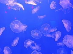 -福州罗源湾海洋世界旅游区