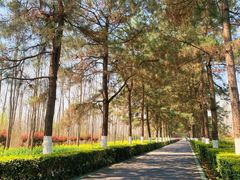 -合肥滨湖国家森林公园