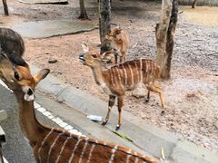 -清迈夜间动物园