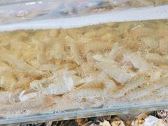-港畔赶海蒸汽海鲜烧烤自助(仙螺岛店)
