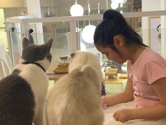 -李小姐の猫咖啡馆(五角场店)