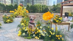 -北京嘉里大酒店·宴会厅婚宴·户外婚礼·生日宴