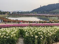 -径山花海