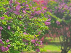 -中国科学院西双版纳热带植物园