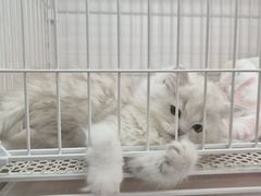 -哈尔滨道外花鸟鱼市场