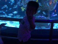 -芜湖新华联大白鲸海洋公园