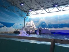 -秦皇岛乐岛海洋王国