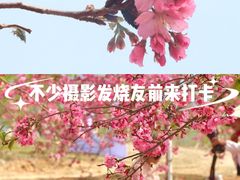-天适樱花悠乐园