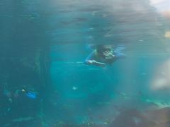 -新加坡水上探险乐园