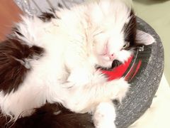 -美联众合宠物医院·爱萌分院·内外科·猫科中心