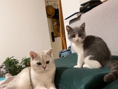 -纳吉亚猫专科动物医院博雅分院