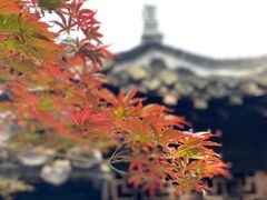 -何园