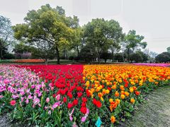 -上海鲜花港