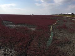 -红海滩国家风景廊道