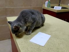 -艾贝尔宠物医院·狂犬免疫点(江山金象城店)